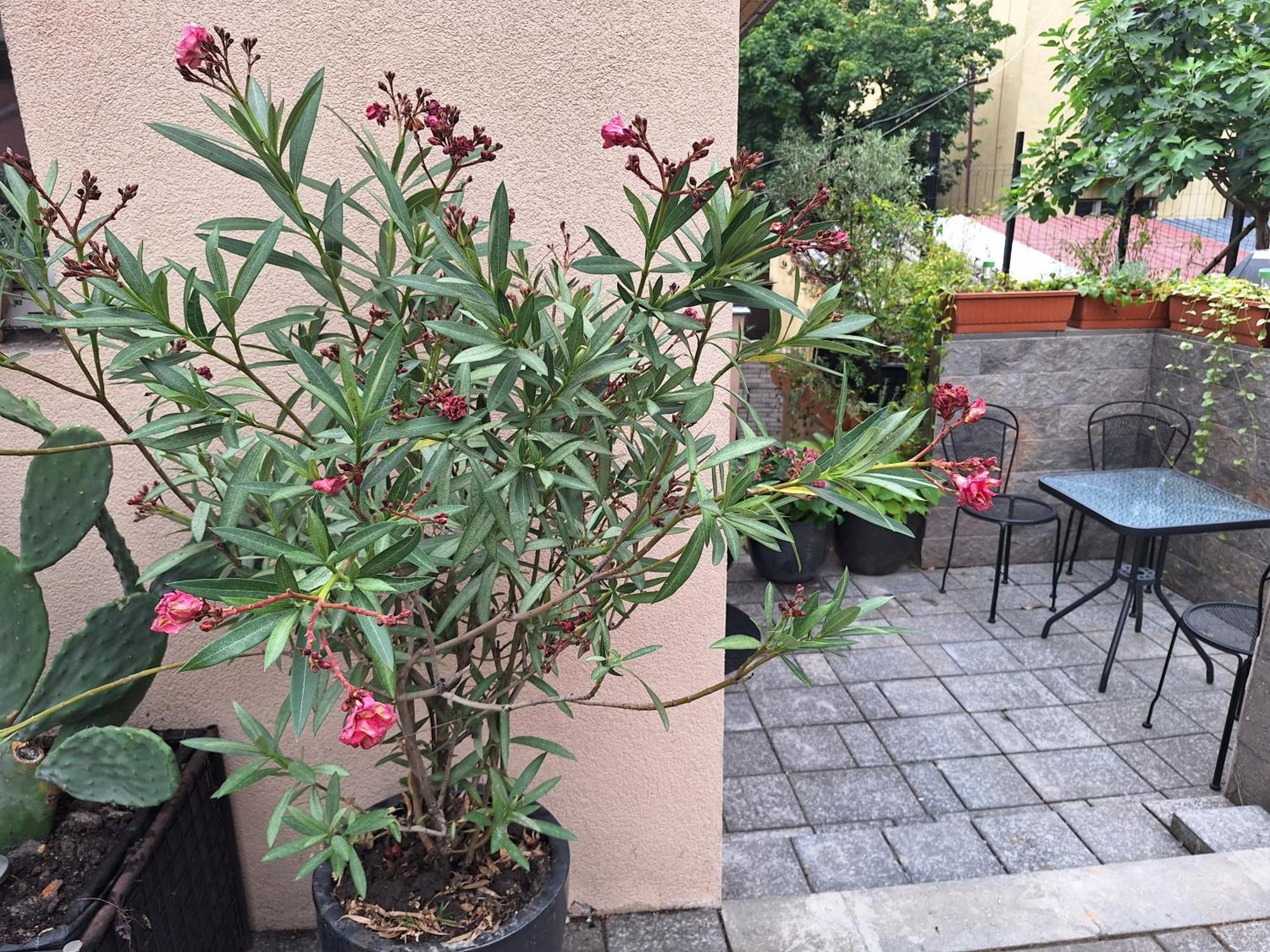 Filsdeger Haz - Central Rooms & Apartmans מראה חיצוני תמונה